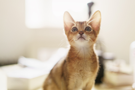 abyssinian kitten wild color indoor portrait, shallow focusの写真素材