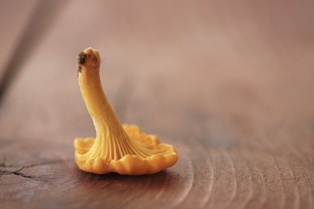 chanterelle mushroom on wood table, closeup photoの写真素材