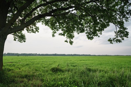under the oak tree on field background, summer dayの写真素材