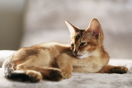Purebred sleepy abyssinian kitten resting on sofa, portraitの写真素材