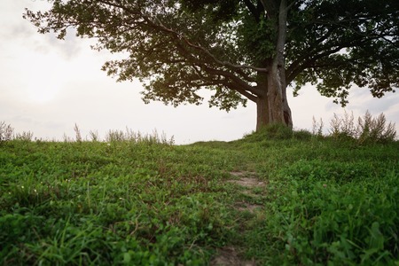 oak and maple tree couple on summer field at sunny evening, summertimeの写真素材