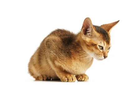 wild color abyssinian kitten 3 month sitting on white background, isolatedの写真素材