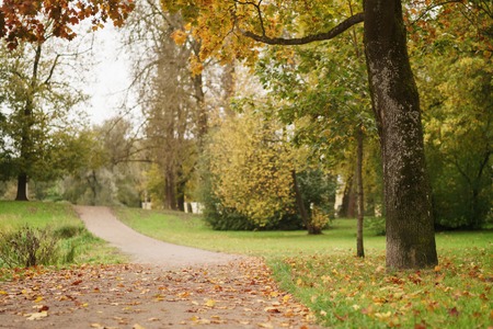 mapple alley in town park in early autumn season, calm landscape