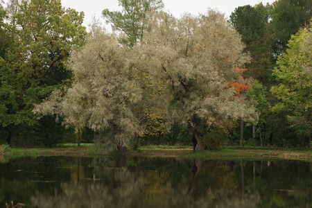autumn landscape with beautiful colored trees near pond with reflection