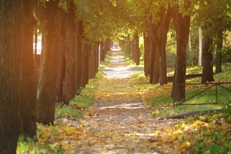 autumn golden linden alley in town falling leaves, fall season photoの写真素材