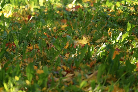 fallen maple leaves on the ground in park, calm landscape
