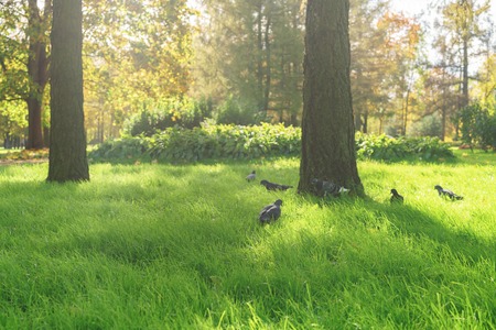 pigeon walking on grass near larch tree, city parkの写真素材