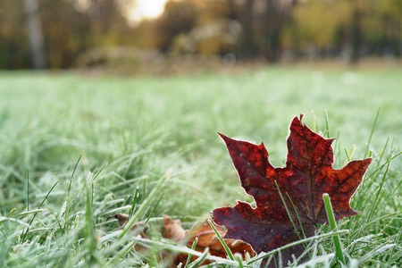 frozen maple leaf on th ground in frosty morning, shallow focusの写真素材