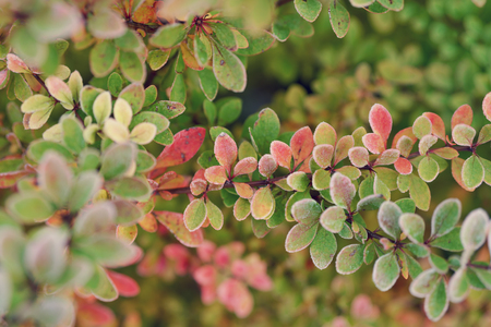 barberry bush covered with morning frost, shallow focusの写真素材