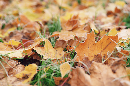 fallen frosted maple leaves in the frosty morning, shallow focusの写真素材
