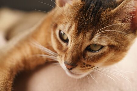 Purebred sleepy abyssinian kitten resting in hat, shallow focus