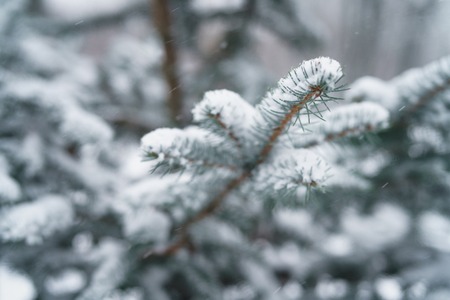 winter photo of blue fir covered with fresh snow, closeup photoの写真素材