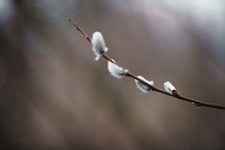 young willow branches in early spring, shallow focusの写真素材