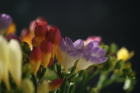 closeup of different colors freesia flowers, shallow focus