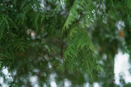 thuja tree in winter closeup, shallow focus