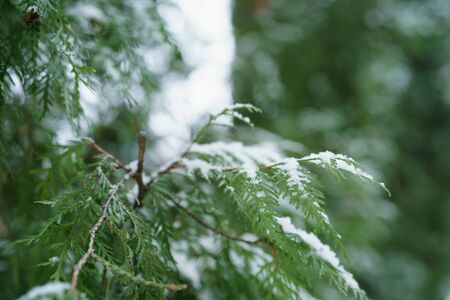 thuja tree in winter with snow closeup, shallow focusの写真素材