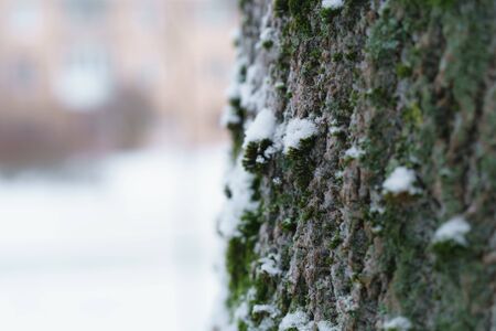 ash tree trunk close up winter photo, shallow focusの写真素材