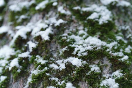 ash tree trunk close up winter photo, shallow focusの写真素材