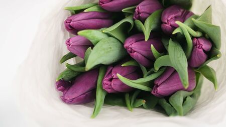 purple tulips in white paper macro photo, shallow focusの写真素材