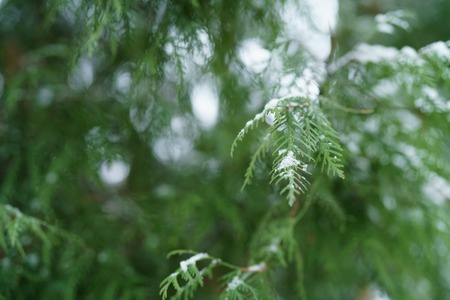 thuja tree in winter with snow closeup, shallow focus