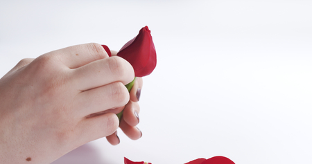 female teen hand tearing red rose flower on white background, 4k photoの写真素材