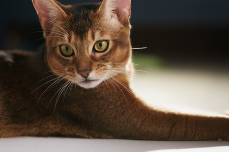 young abyssinian cat lying on the floor, shallow focus portraitの写真素材