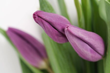fresh purple tulips shot from above on white backgroundの写真素材