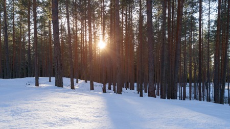 Aerial photo of sunset in winter pine forest, drone photoの写真素材