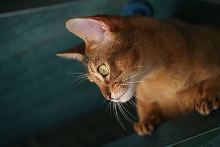 young abyssinian cat sitting on stairs, looking downの写真素材