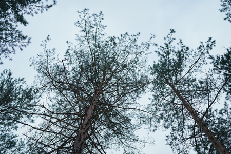 upwards view in winter pine forest, nature landscapeの写真素材