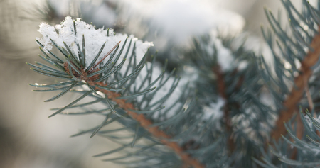 fir branches covered with snow in the morning with snow falling on background, 4k closeup photo