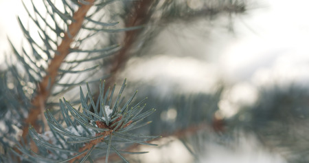 fir branches covered with snow in the morning with snow falling on background, 4k closeup photo