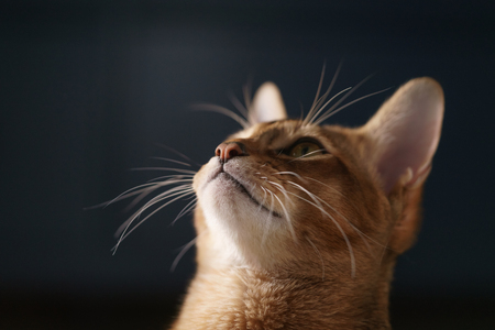 young abyssinian cat standing in living room, shallow focus portraitの写真素材