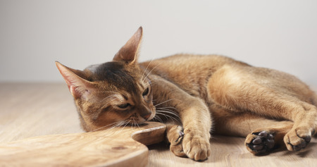 abyssinian cat feel passion to olive boardの写真素材