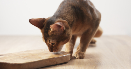 abyssinian cat feel passion to olive board, 4k photoの写真素材