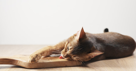 abyssinian cat feel passion to olive board, 4k photoの写真素材