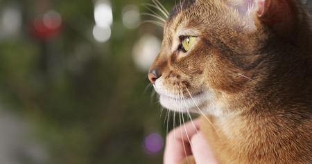 abyssinian cat sitting on knees and stroked by hand, 4k photoの写真素材