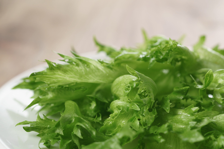 green frillies lettuce on white plate, closeup photoの写真素材