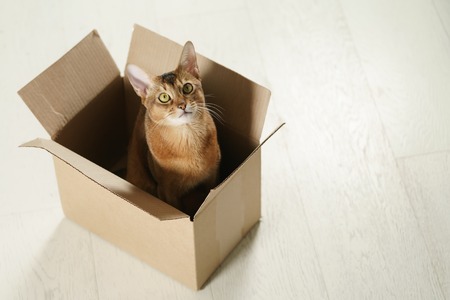 young abyssinian cat sitting in cardboard box on the floor, with copy spaceの写真素材