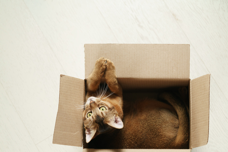 young abyssinian cat sitting in cardboard box on the floor, shot from aboveの写真素材