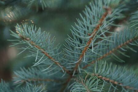 blue spruce branc closeup in spring sunny morning, shallow focus