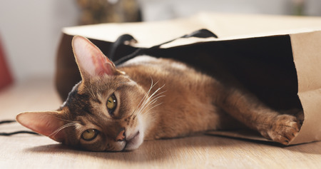 young abyssinian cat in bag on table, wide photoの写真素材