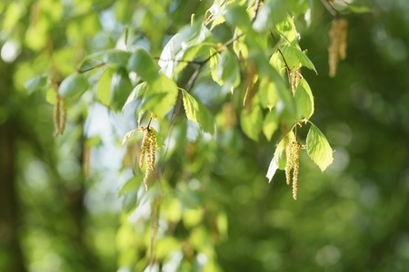 Birch tree earrings in spring sunny day, shallow focusの写真素材