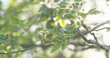 apple tree branches in spring sunlight, wide photoの写真素材