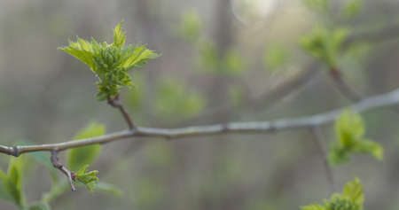 young hawthorn leaves in spring, wide photoの写真素材