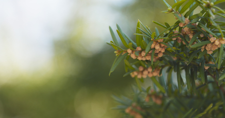 young yew in spring bloom, wide photoの写真素材