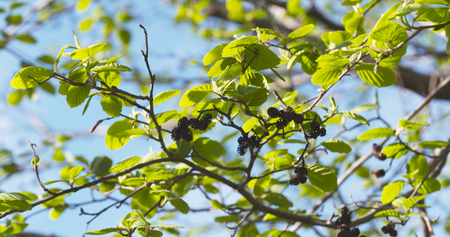 alder spring leaves from below, wide photo