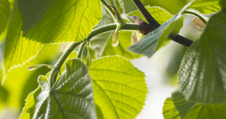 macro shot of young linden leaves on branch in spring sunlight, wide photo