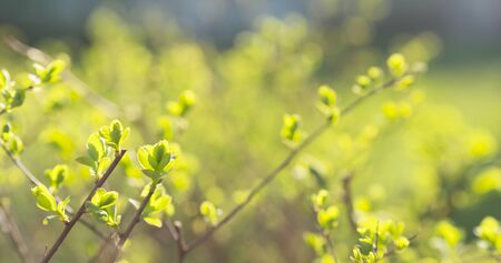 symphoricarpos leaves in sunny spring day, wide photoの写真素材