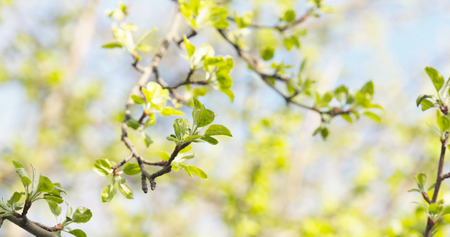 apple tree branches in spring sunlight, wide photoの写真素材